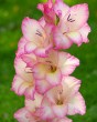Gladiolus Priscilla